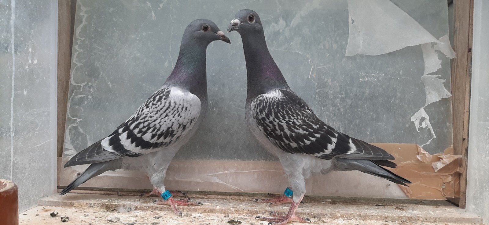 2 allround jonge postduiven, Dieren en Toebehoren, Vogels | Duiven, Meerdere dieren, Postduif
