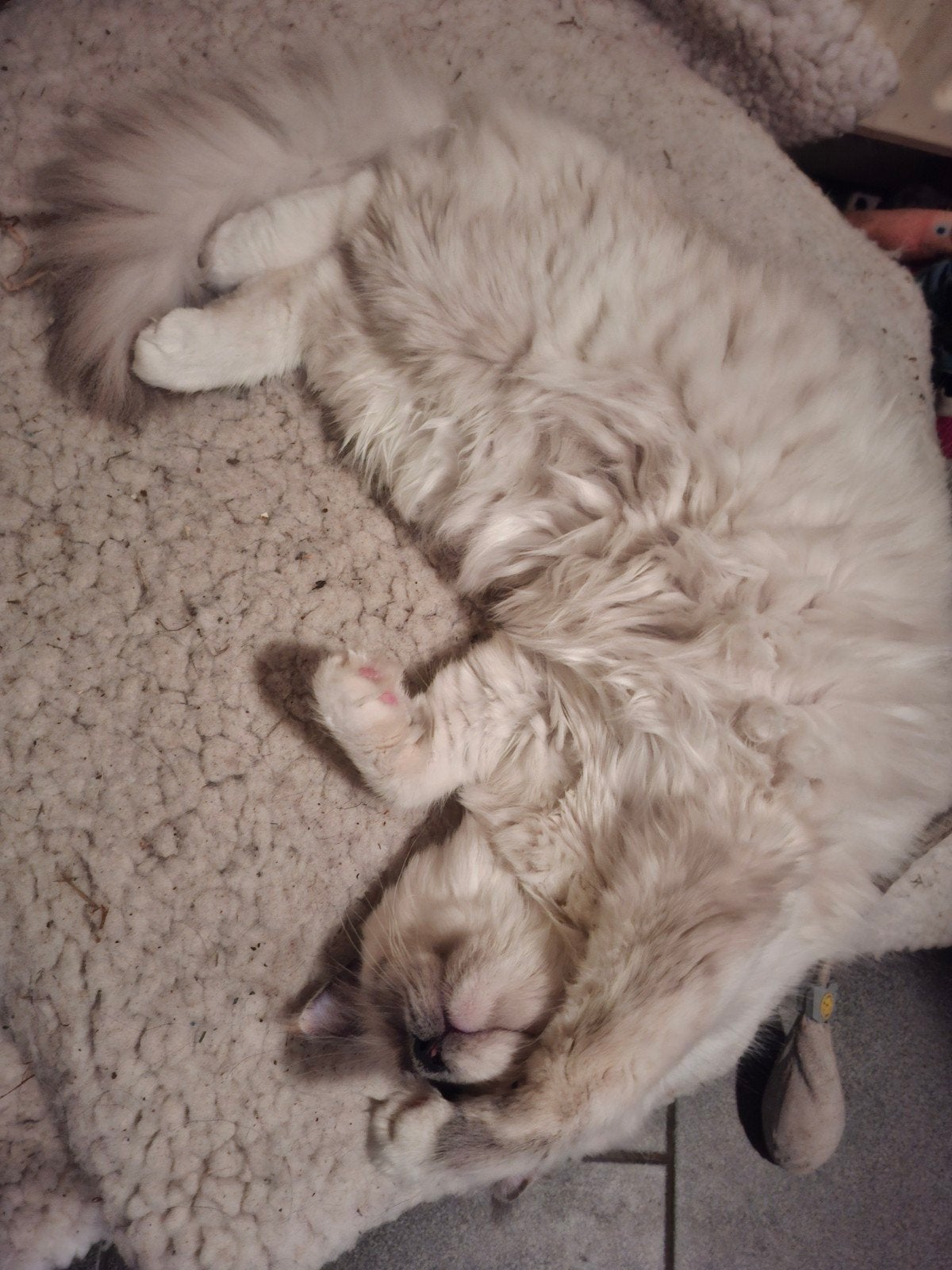 tk 2 superlieve Ragdoll's 100 % en halfzusjes van elkaar., Poes, Ontwormd, 0 tot 2 jaar