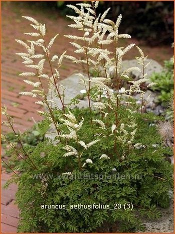 Kleine Geitenbaard (Aruncus aethusifolius) in P9 pot, Ophalen, Bodembedekkers, Vaste plant, Halfschaduw