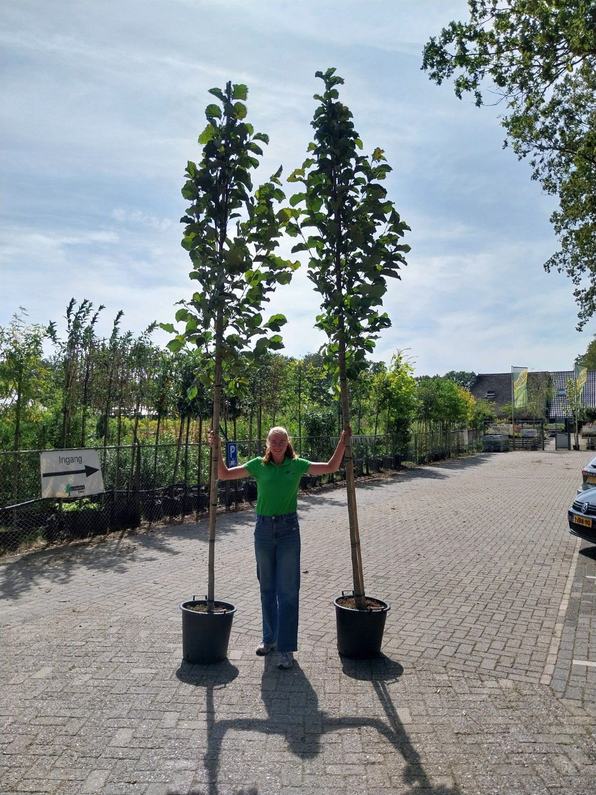 Grote Magnolia Bomen - Prachtige Bloeiers voor Uw Tuin, Tuin en Terras, Overige soorten, Lente, 400 cm of meer, Ophalen