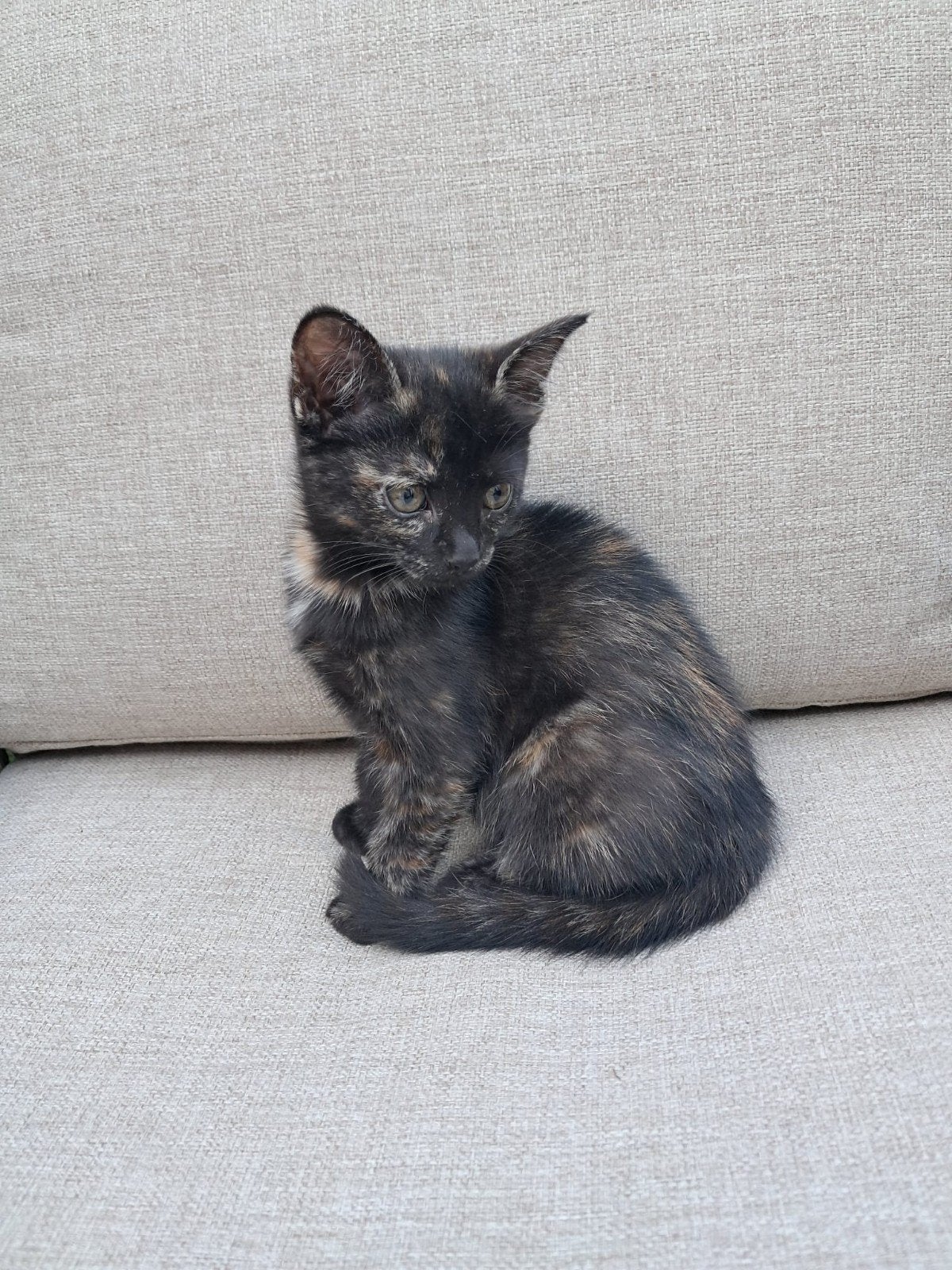 mooie kittens, Dieren en Toebehoren, Katten en Kittens | Overige Katten, Meerdere dieren
