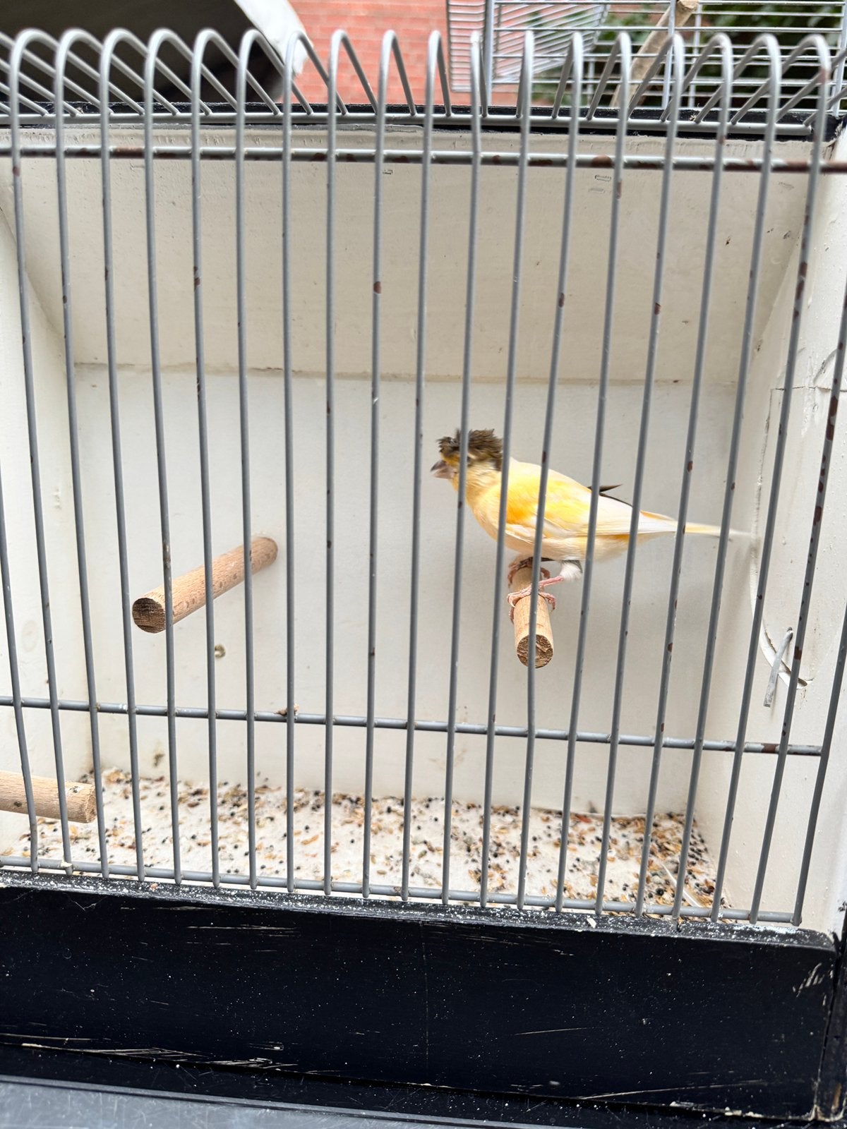 kanarie te koop, Dieren en Toebehoren, Mannelijk, Kleurkanarie