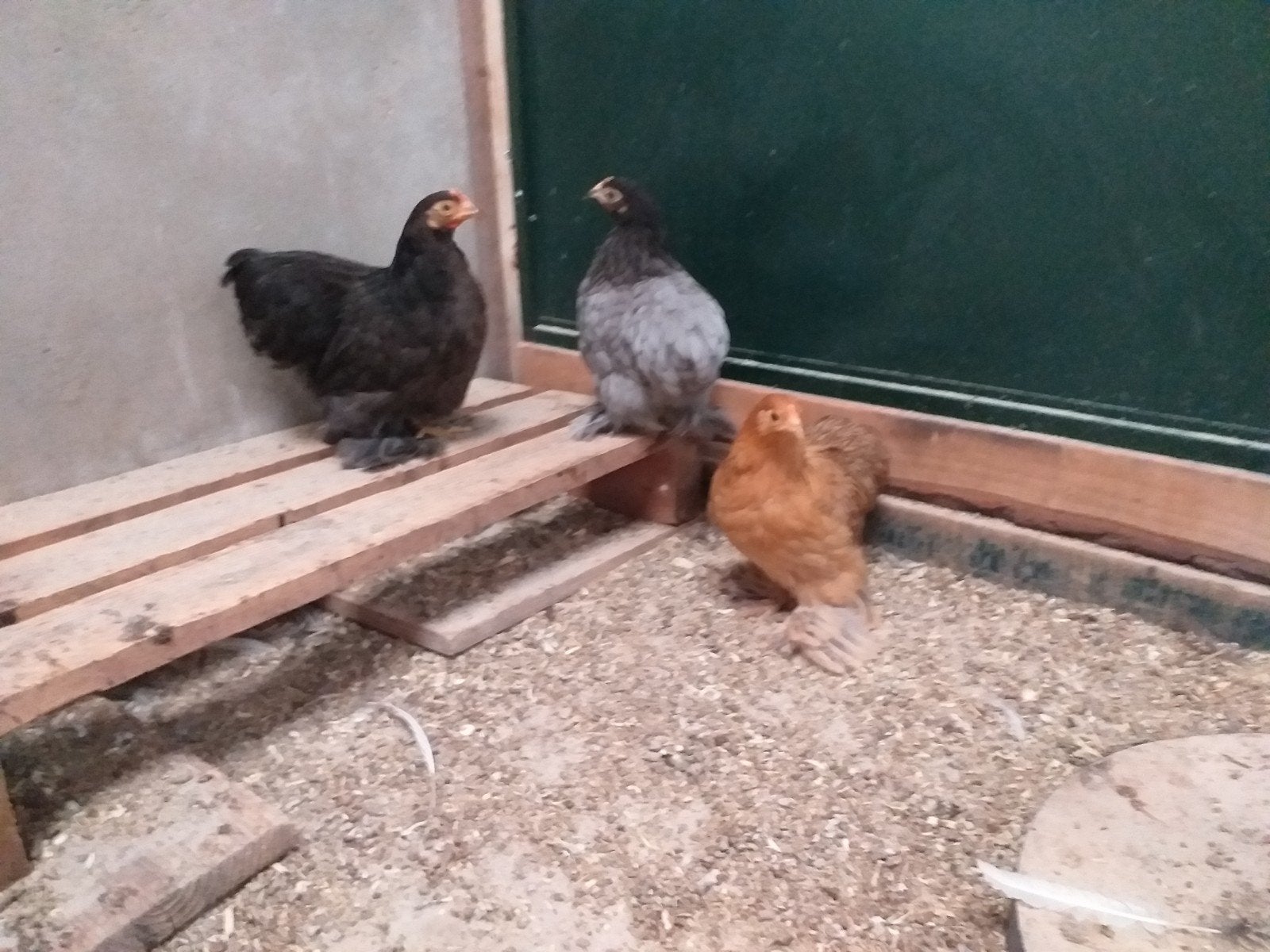Cochin krielhennen., Dieren en Toebehoren, Vrouwelijk, Kip