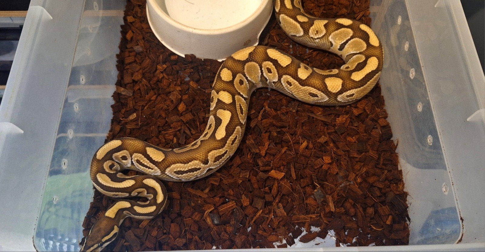 Python regius Lesser het Albino Ball Python - male for sale from Hoogeveen