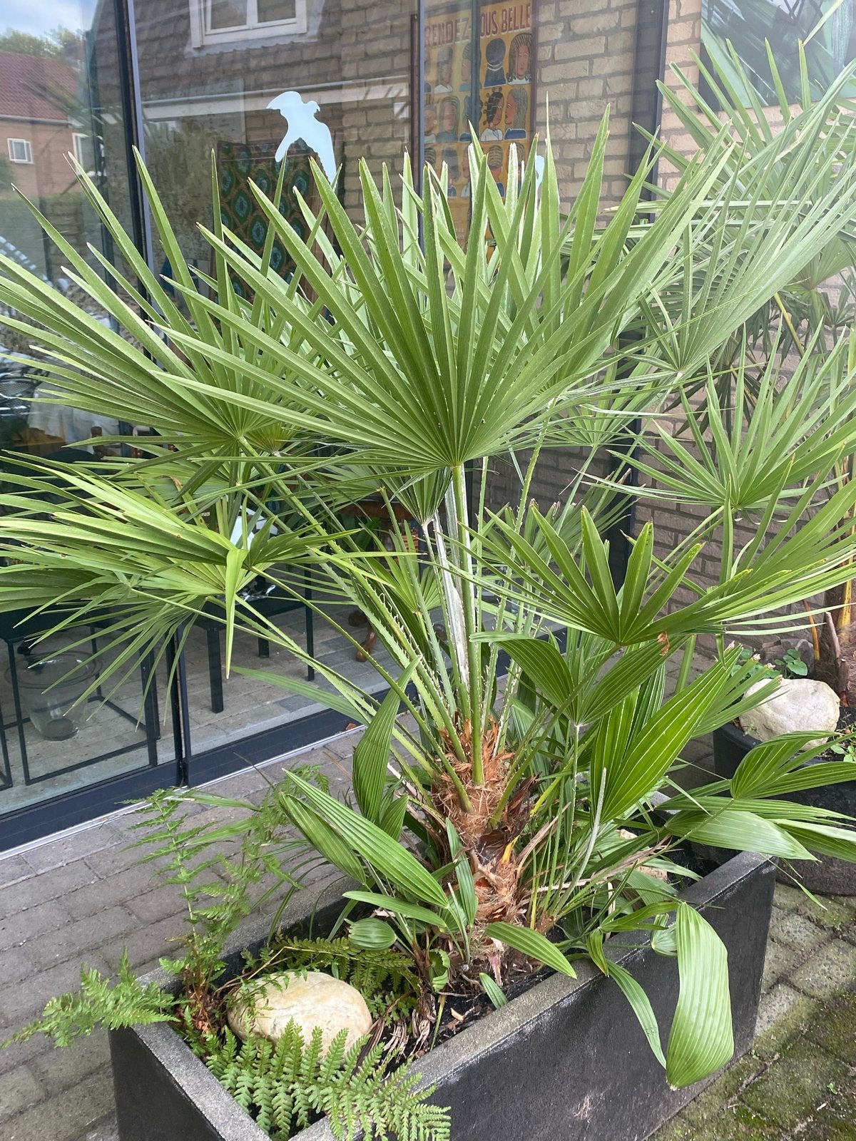 Mooie Trachycarpus Fortunei Palm - Winterhard!, Tuin en Terras, Volle zon, Vaste plant, Bloeit niet, Ophalen