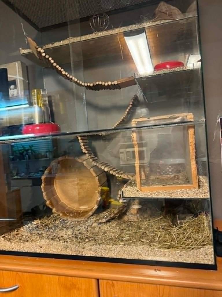 luxe glazen kooi, Dieren en Toebehoren, Knaagdieren en Konijnen | Hokken en Kooien, Ophalen, Kooi, 60 tot 90 cm, Minder dan 75 cm