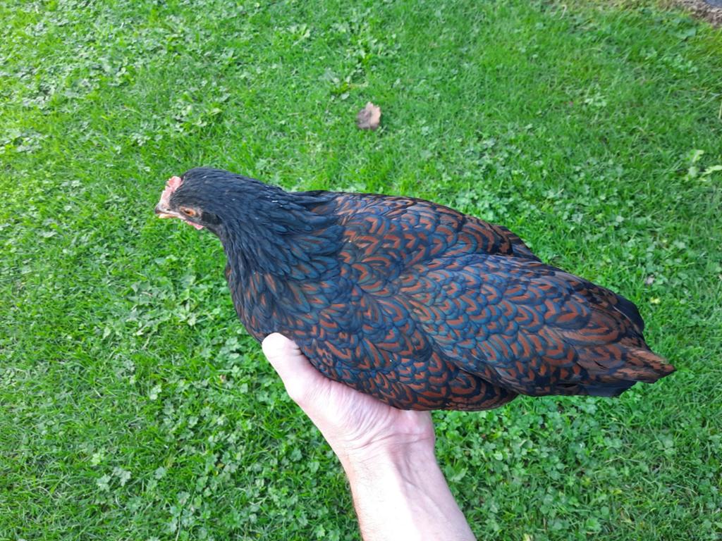 Barnevelder Kriel  broedeieren, Ophalen of Verzenden, Zo goed als nieuw, Broedmachine