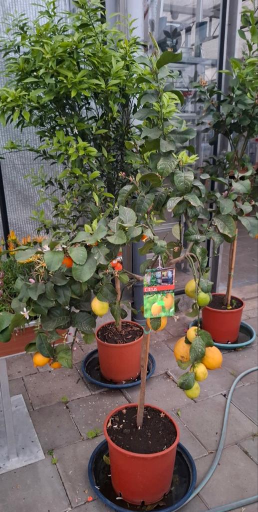 Citrus lemon citroen met gekleurde vruchten., Overige soorten, 100 tot 250 cm, Zomer, Ophalen