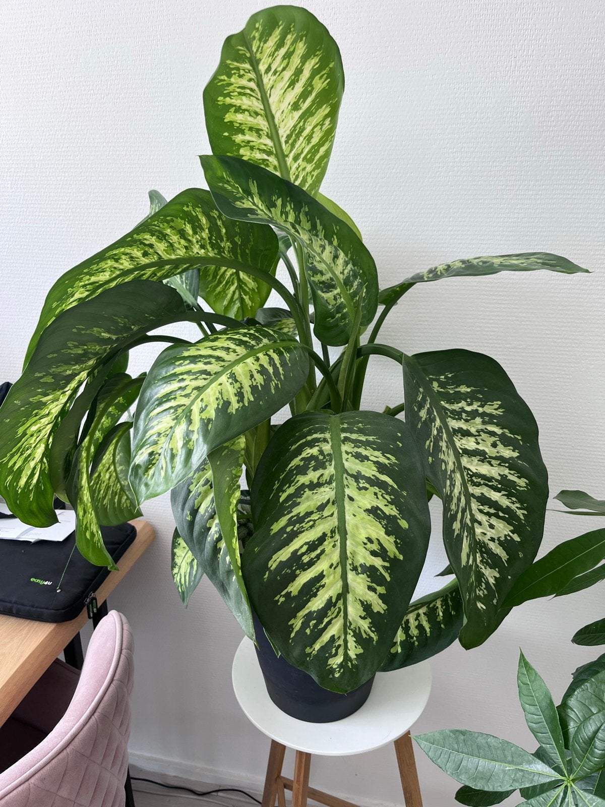 Grote Dieffenbachia Kamerplant - Prachtige Bladtekening, Ophalen, 100 tot 150 cm, Overige soorten, Halfschaduw