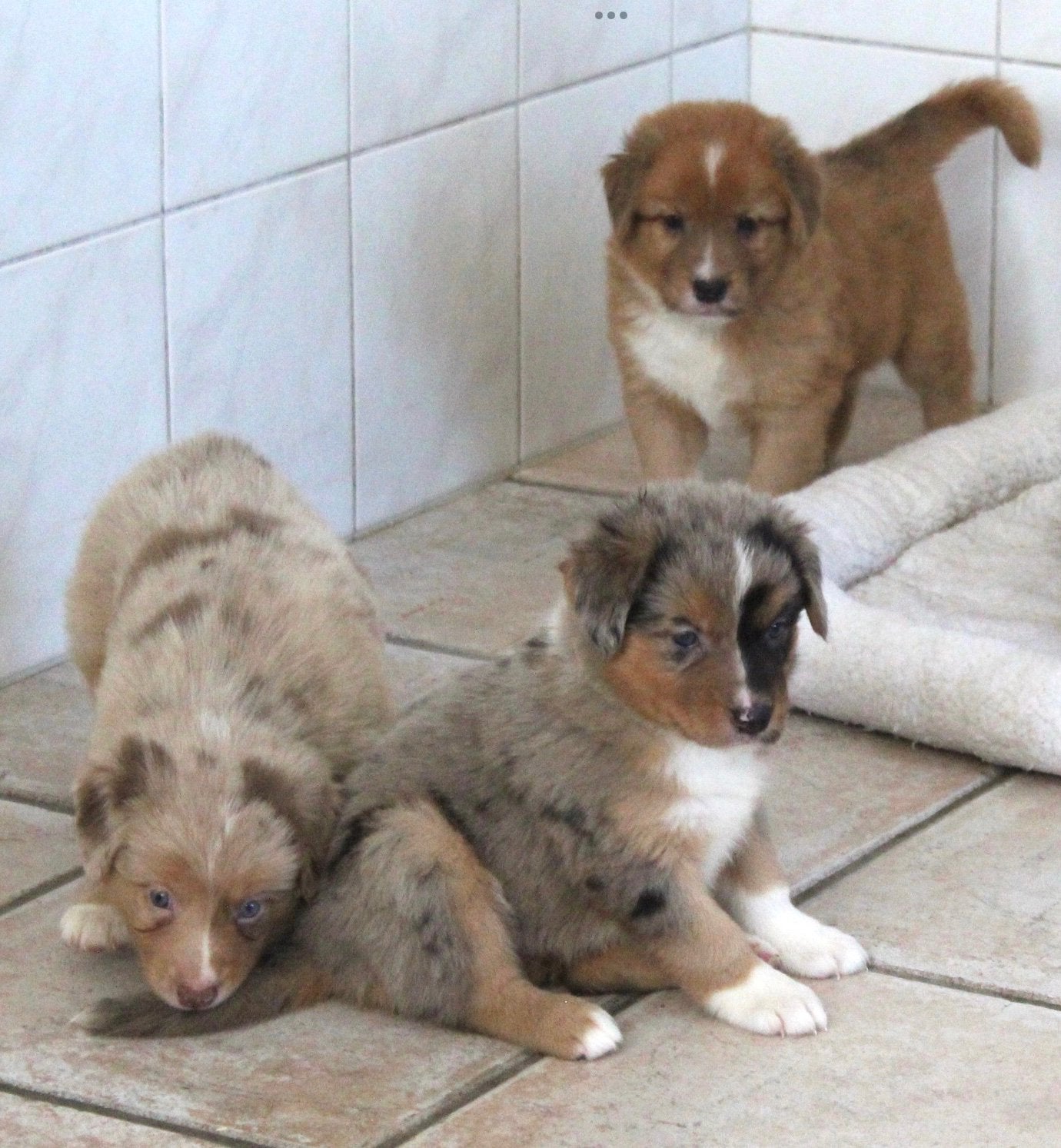 Nova scotia duck tolling retriever x Border collie pups, Nederland, Labrador retriever, Meerdere, Meerdere dieren