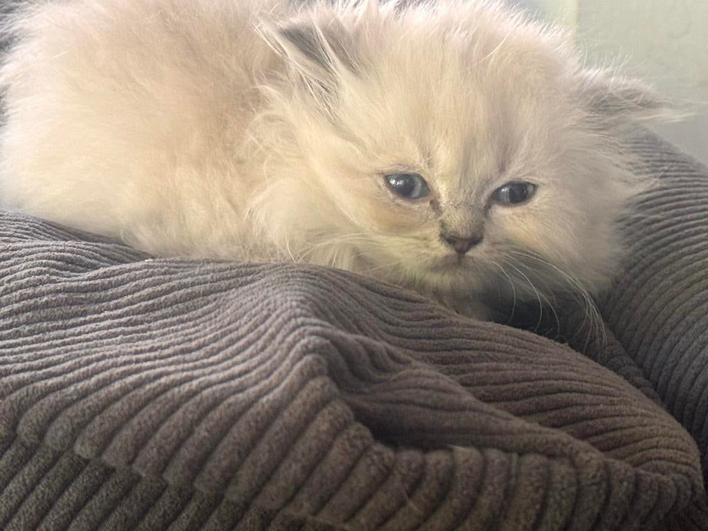 Brits langhaar kittens, Dieren en Toebehoren, Kater, Ingeënt