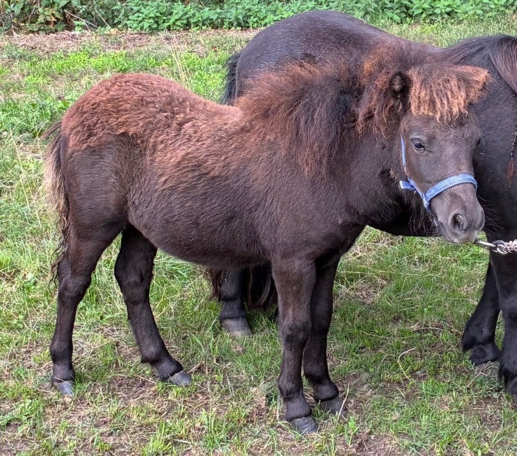 Mini shetlander hengstveulen, Dieren en Toebehoren, Pony's, Niet van toepassing, 0 tot 2 jaar, Hengst, A pony (tot 1.17m)