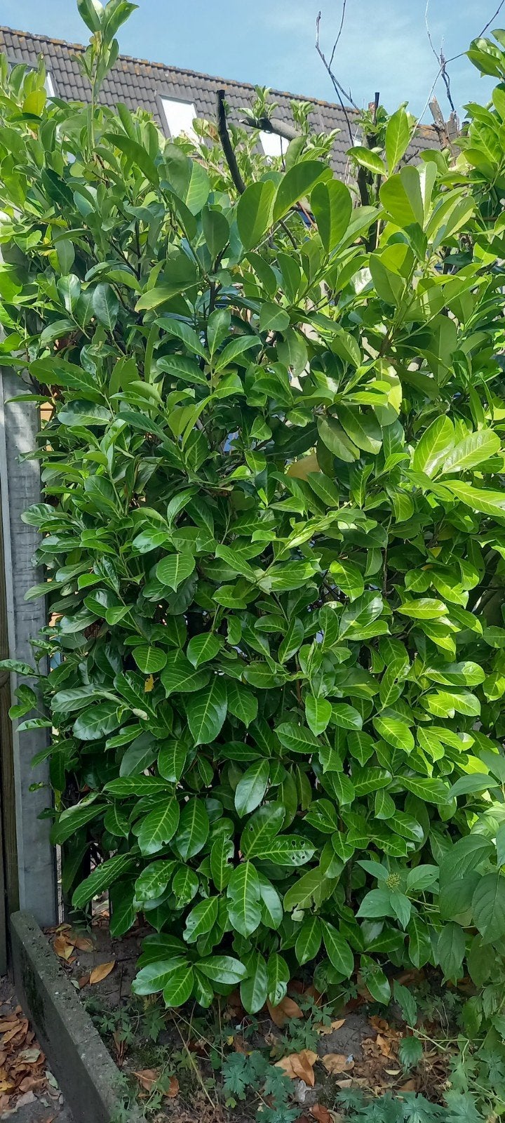 Gratis laurierhaag (circa 9 meter) zelf uithalen, Tuin en Terras, Planten | Tuinplanten, Ophalen, Bloeit niet, Vaste plant, Overige soorten