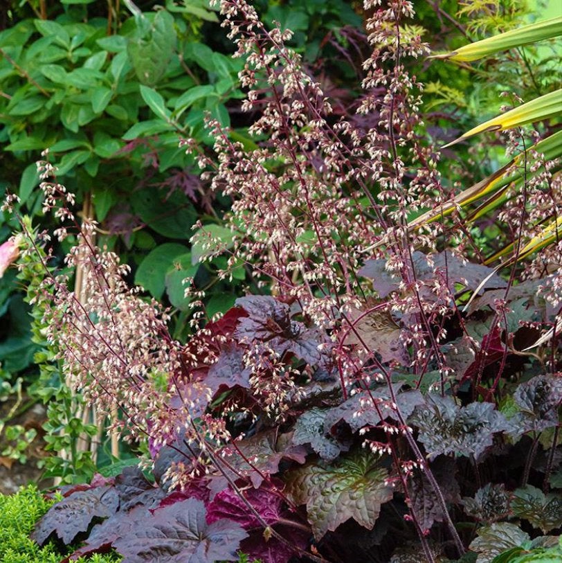 Tuinplanten - Heuchera Palace Purple - Groenblijvend, Tuin en Terras, Planten | Tuinplanten, Overige soorten, Vaste plant, Ophalen of Verzenden