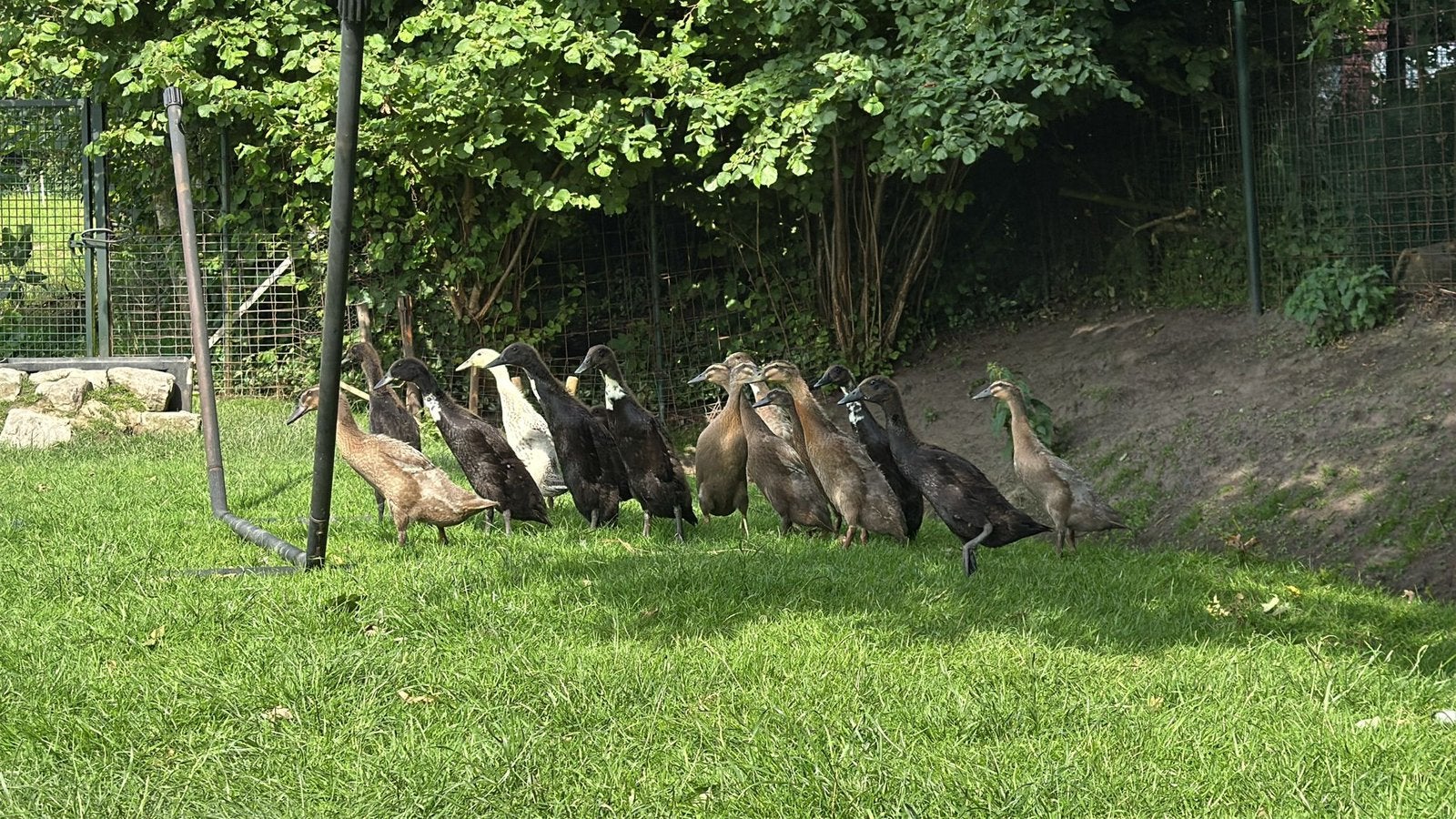 Loopeenden te koop, Dieren en Toebehoren, Pluimvee, Meerdere dieren, Eend