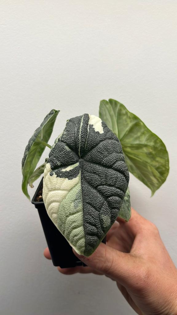 Alocasia Melo Albo Variegata - Zeldzame Kamerplant #5, Huis en Inrichting, Kamerplanten, Overige soorten, Minder dan 100 cm, Groene kamerplant