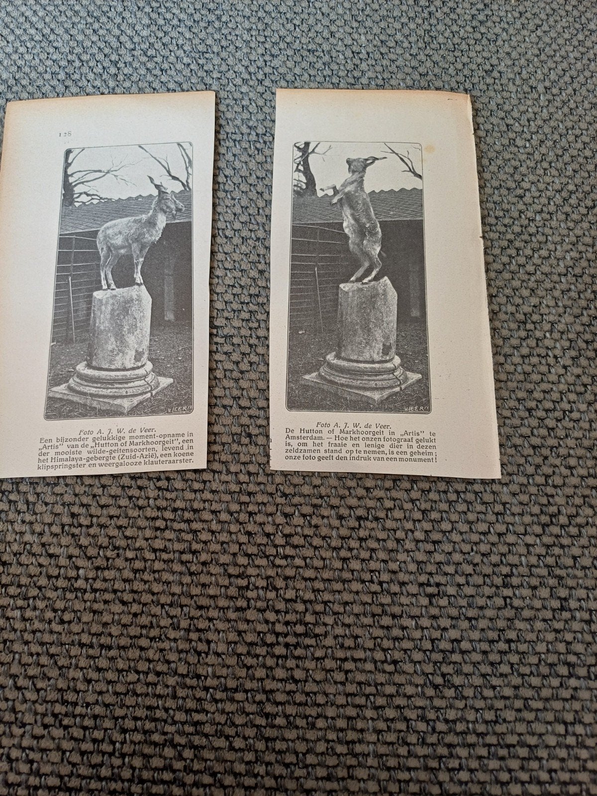 2 knipsels Markhoorgeit dierentuin Artis Amsterdam  1911, Ophalen of Verzenden, Gebruikt, Paard, Beeldje of Figuurtje