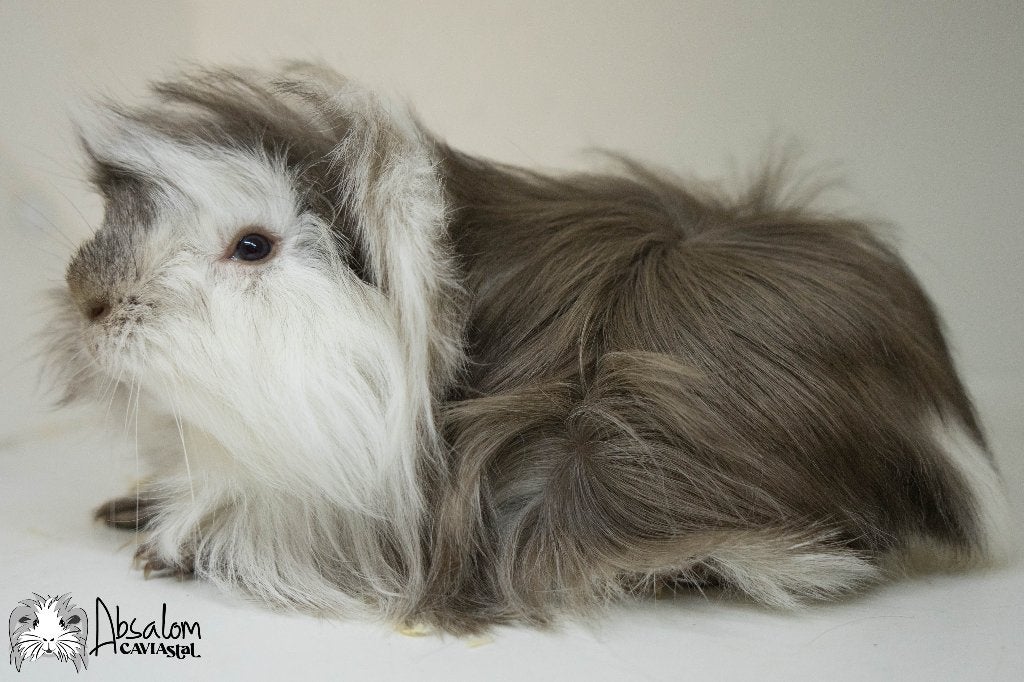 Choco zilvervos witte california choco peruvian cavia, Dieren en Toebehoren, Cavia, Mannelijk, Mei, Tam