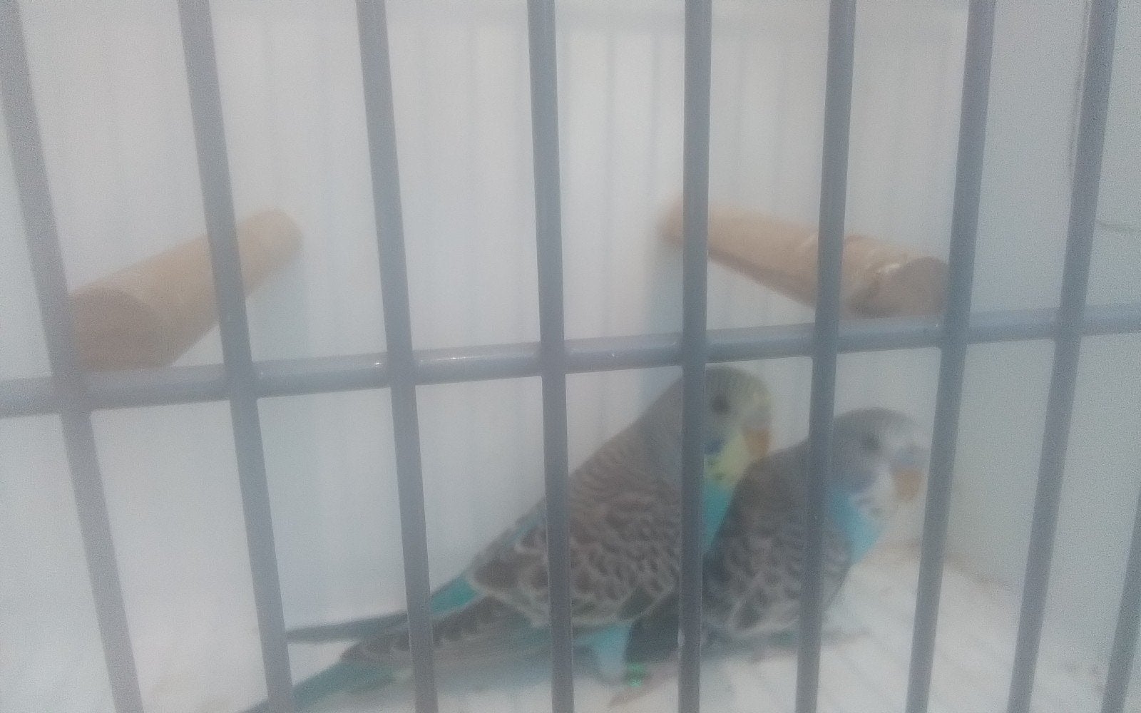 Grasparkieten, Dieren en Toebehoren, Meerdere dieren, Parkiet, Tam