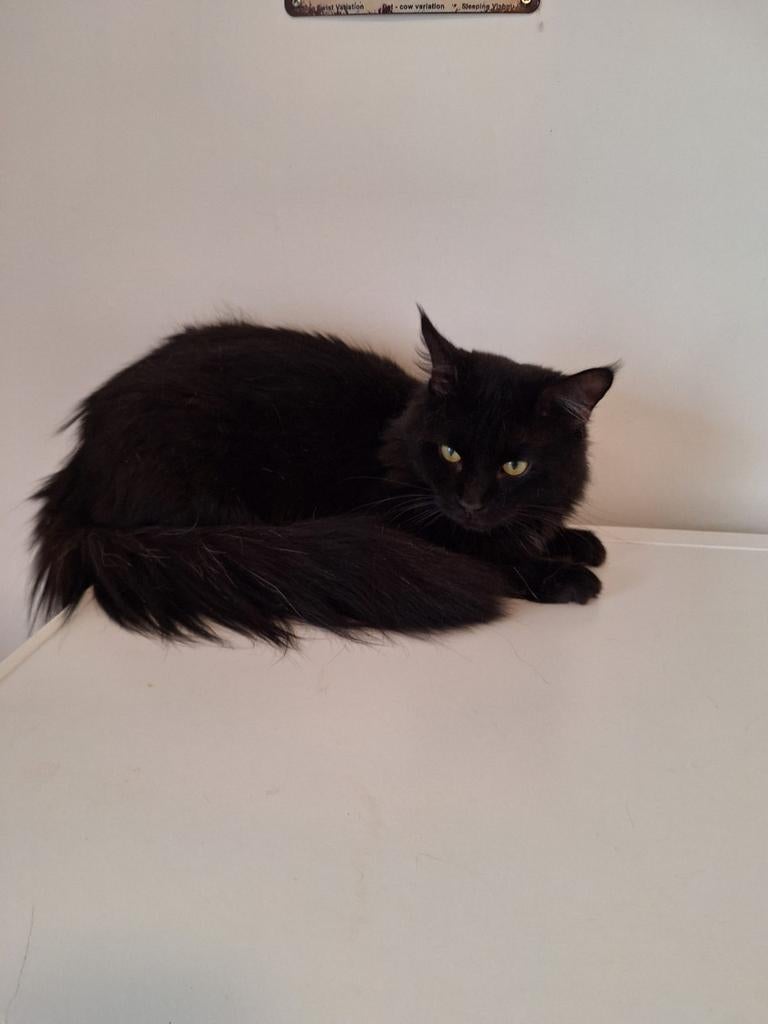 Ras Kater te koop, Dieren en Toebehoren, Katten en Kittens | Raskatten | Korthaar, Kater, Ontwormd, 3 tot 5 jaar