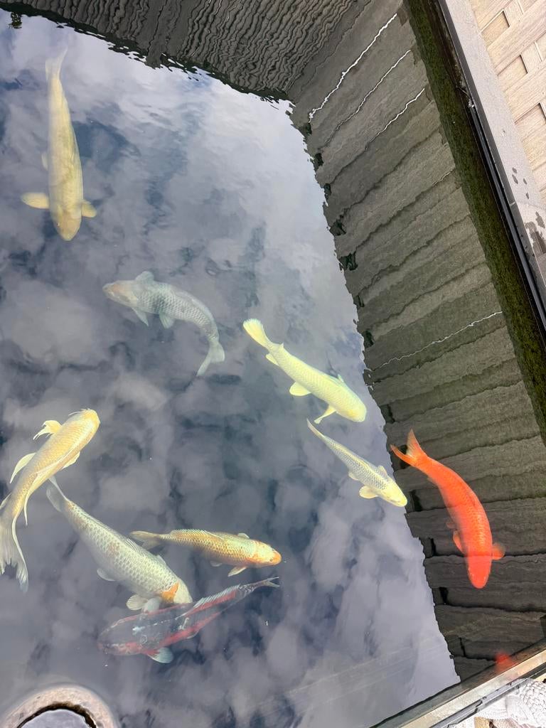 Diverse Koi te koop aangeboden, Dieren en Toebehoren, Vissen | Vijvervissen, Karper of Koi