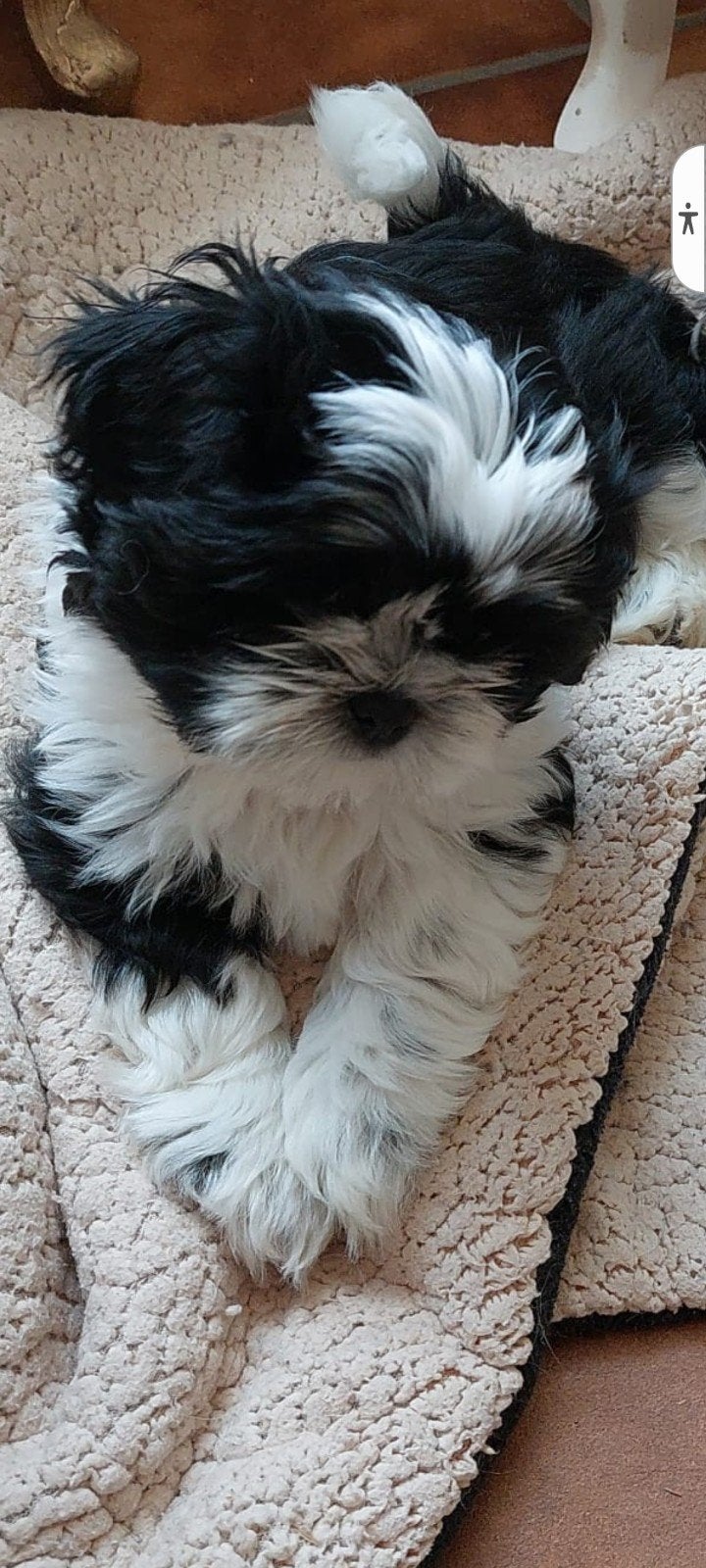 100% raszuivere shih tzu pups. 8weken oud., 8 tot 15 weken, CDV (hondenziekte), Eén hond, Nederland
