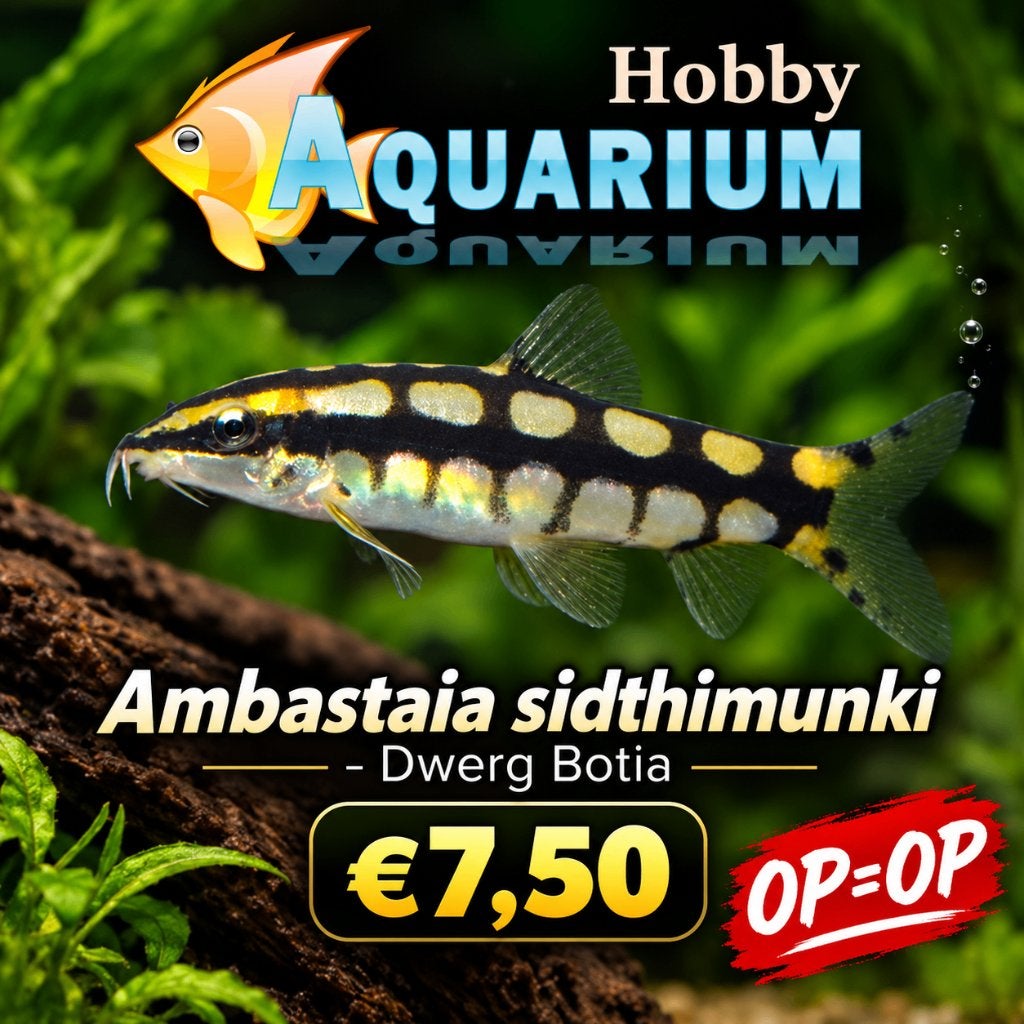 Hobbyaquarium Ambastaia Sidthimunki / dwergbotia, Vis, Zoetwatervis, Schoolvis