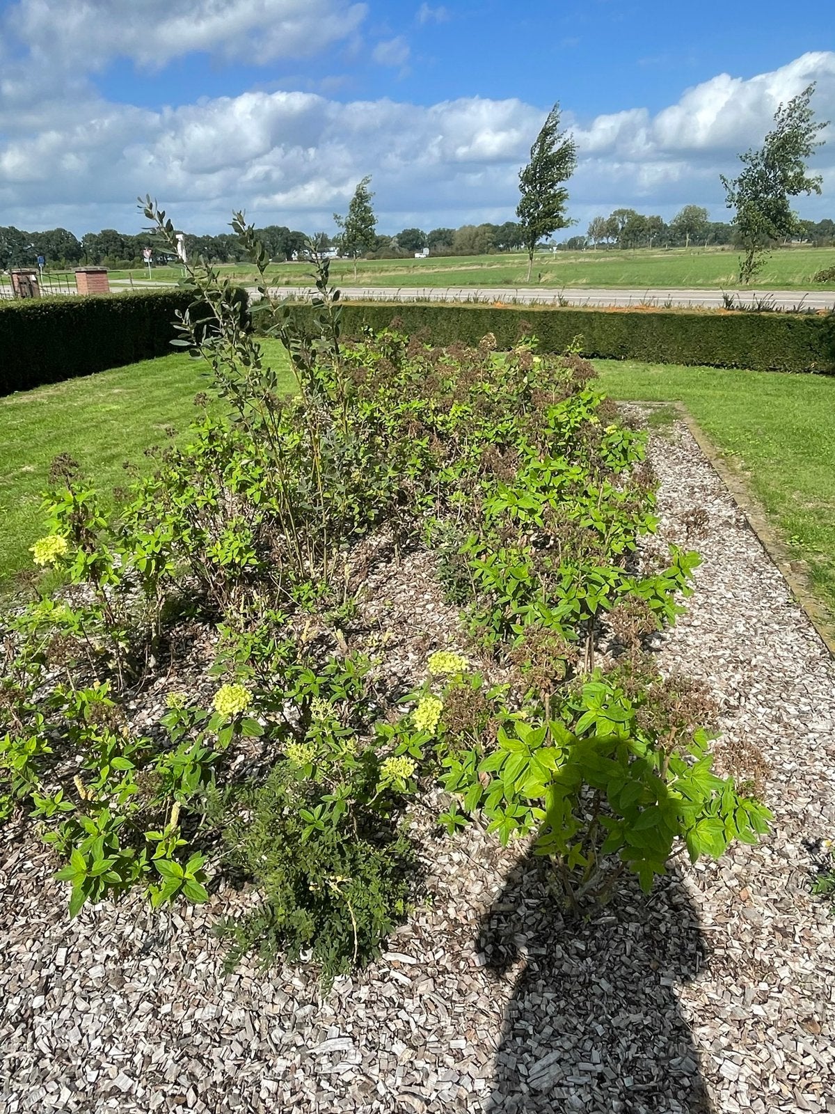 Hortensia’s te koop, Tuin en Terras, Ophalen, Hortensia, Struik, Minder dan 100 cm