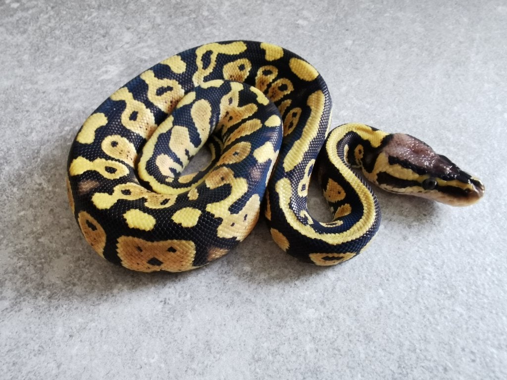 0.1 Pastel (het Clown) Koningspython, Dieren en Toebehoren, Slang, Tam, 0 tot 2 jaar