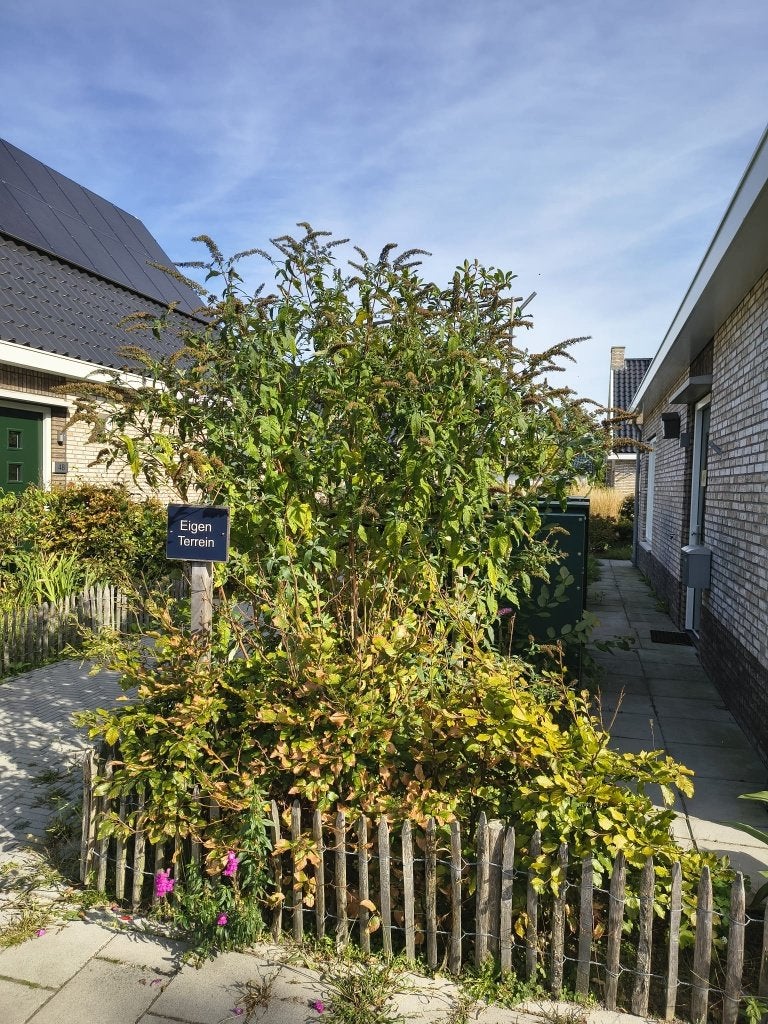 vlinderstruik paars/blauw    gratis, Tuin en Terras, Volle zon, Vaste plant, Zomer, Ophalen
