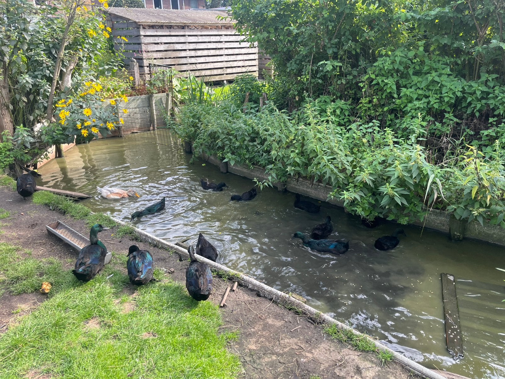 Cayuga eenden en saksen mannen, Dieren en Toebehoren, Pluimvee, Meerdere dieren, Eend