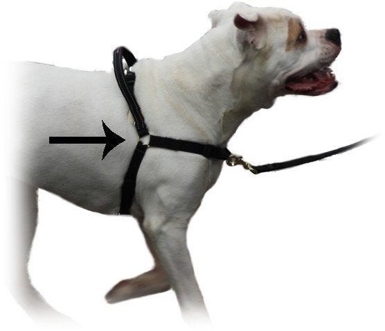 ACTIE Mazter antitrektuig voor uw hond vanaf €16,95, Overige merken, Ophalen of Verzenden, Nieuw, Hondentuig