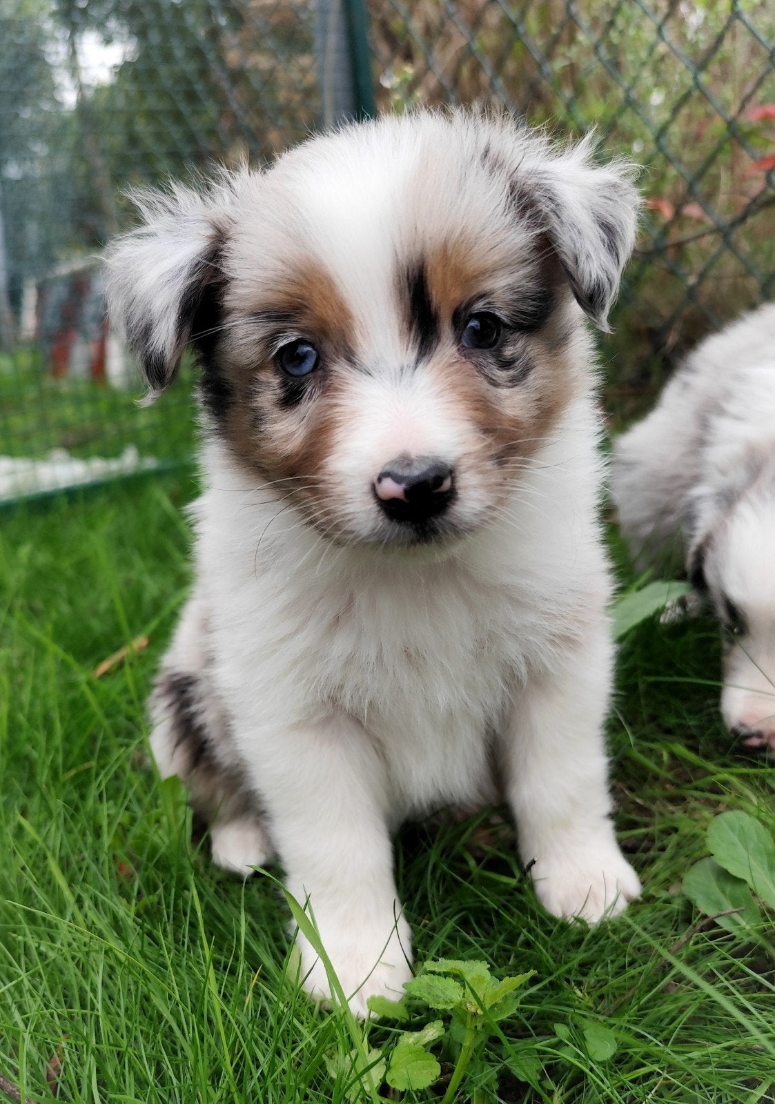 NOG1Mega schattige, knappe en unieke Aussie x Mini borders ️, Dieren en Toebehoren, 8 tot 15 weken, Collie, Meerdere, Meerdere dieren