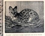 Artis 1918; de serval of boschkat, Verzenden, Voor 1940, Gebruikt, Dier
