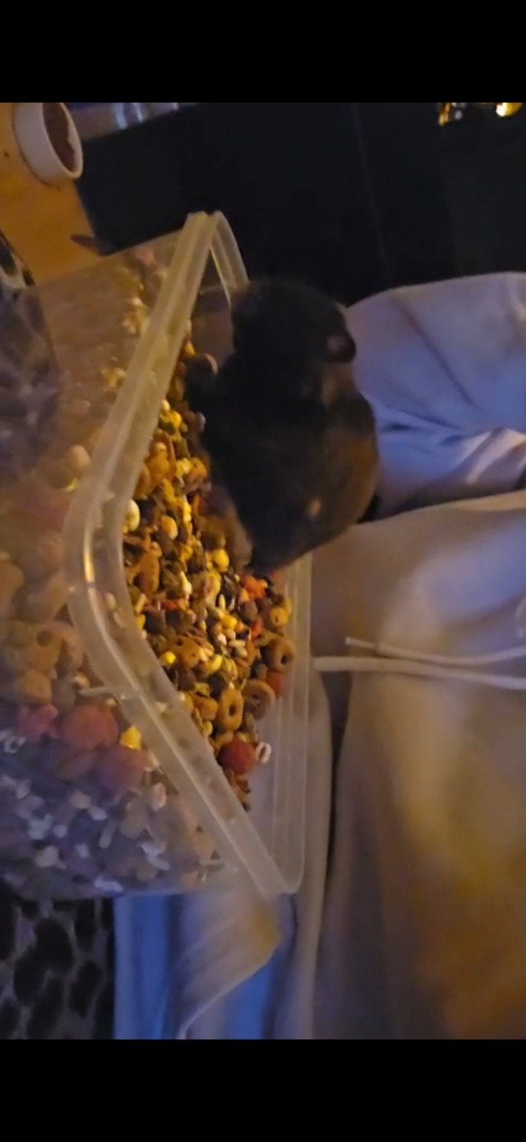 mijn naam is molly ik ben van 9 december 2025, Ophalen, Kooi, 60 tot 90 cm, Hamster