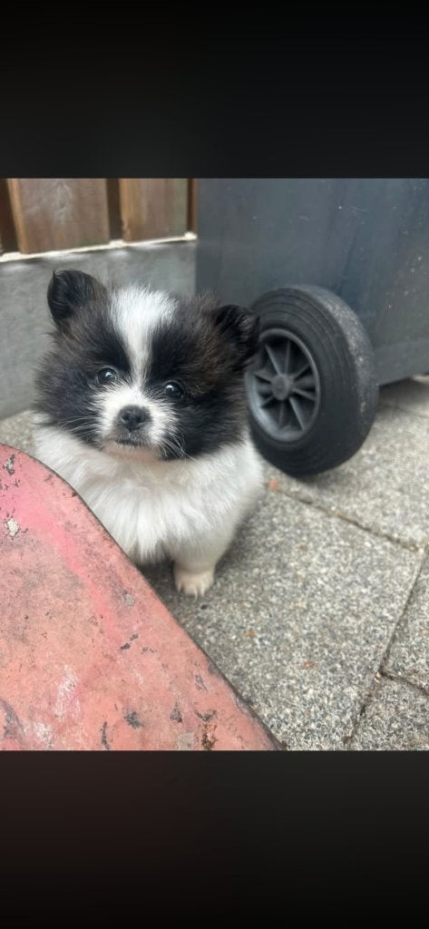 Pomeriaanpup te koop, Dieren en Toebehoren, Honden | Chihuahua's en Gezelschapshonden, Parvo, 8 tot 15 weken, Eén hond, Nederland