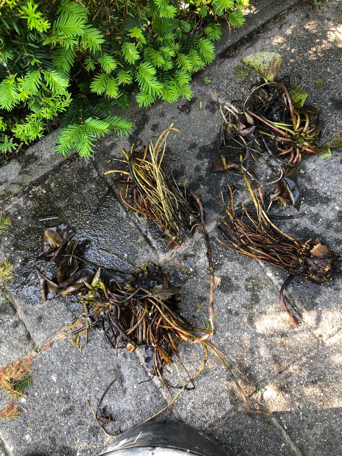 Gele waterlelie, Tuin en Terras, Ophalen