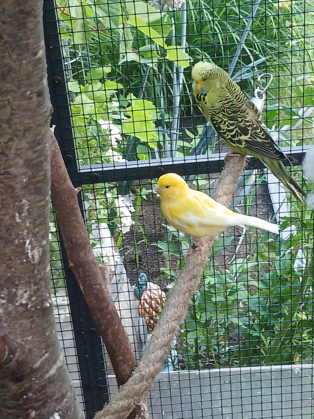 Te koop 2 kanarie s witte man gele pop, Dieren en Toebehoren, Vogels | Kanaries, Meerdere dieren, Kleurkanarie