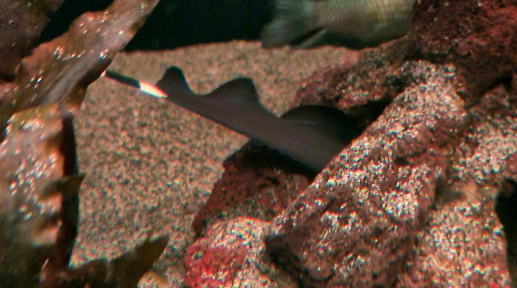Te koop ghost mesvis 20cm, Dieren en Toebehoren, Vissen | Aquariumvissen, Vis