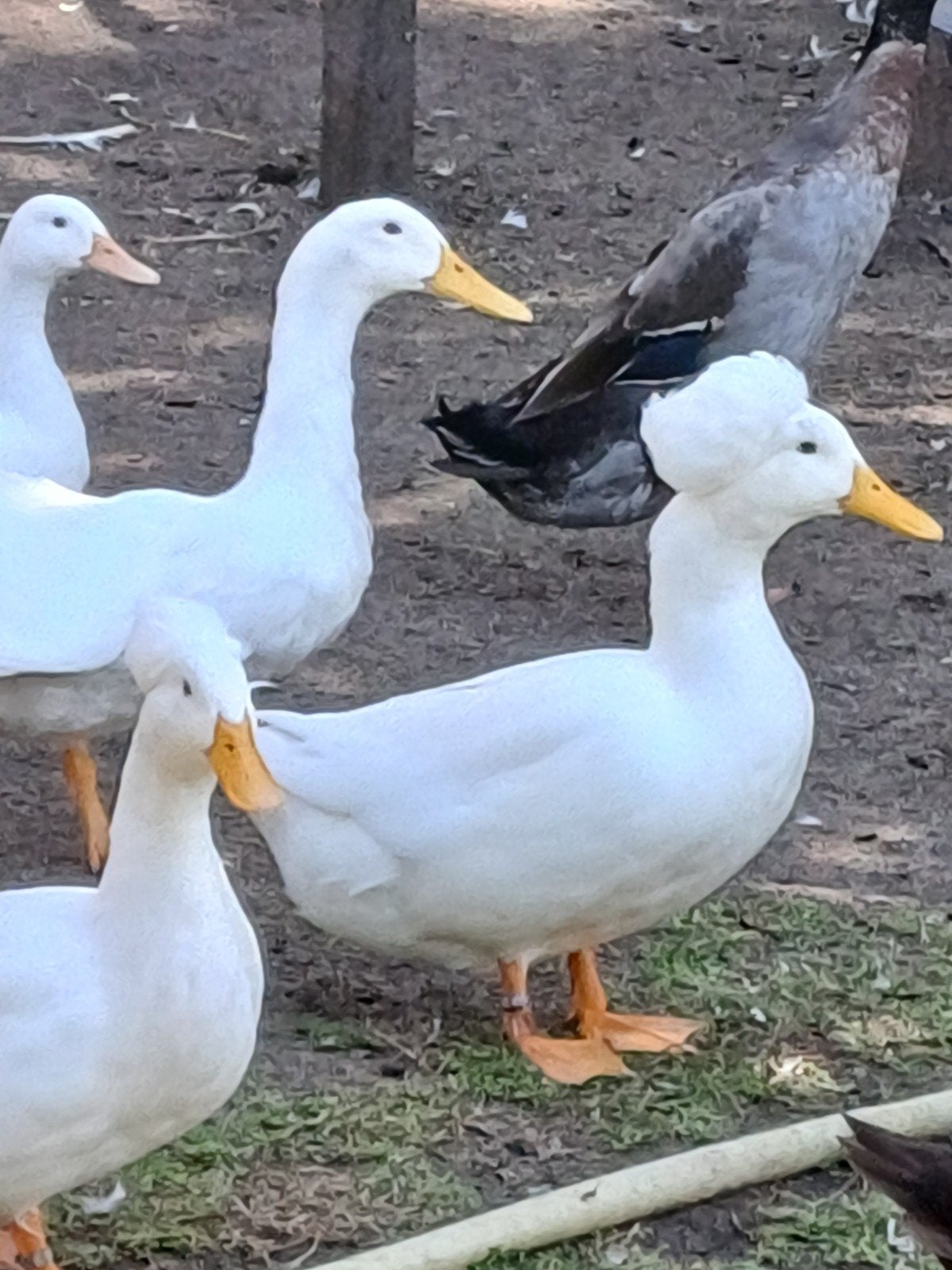 oud Hollandse kuifeenden, Dieren en Toebehoren, Meerdere dieren, Kip