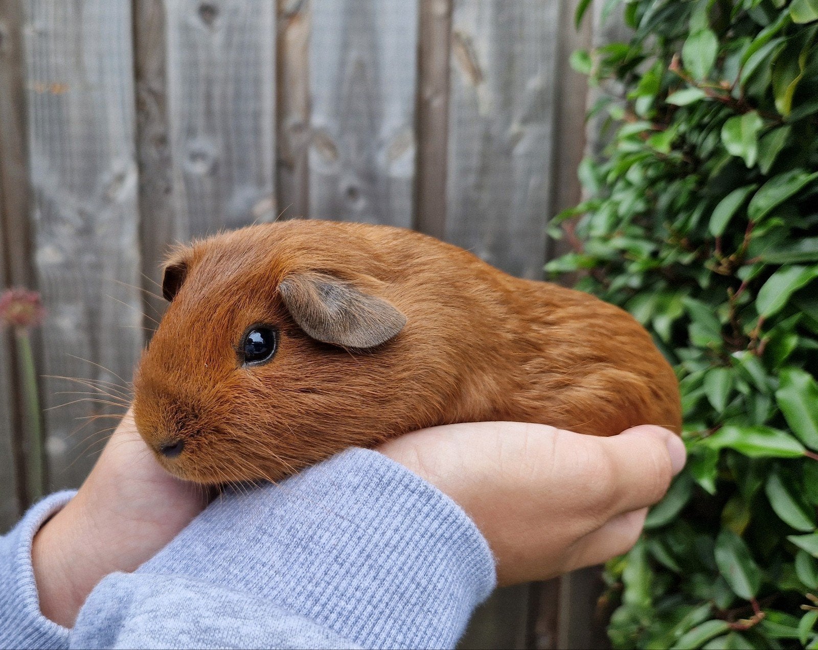 Mooie rode cavia's, April, Mannelijk, Cavia