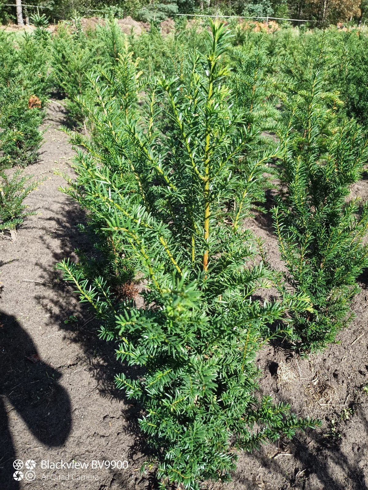 taxus baccata venijnboom 80-100cm en 100-120cm struiken, Tuin en Terras, Ophalen of Verzenden, Taxus, Struik, 100 tot 250 cm