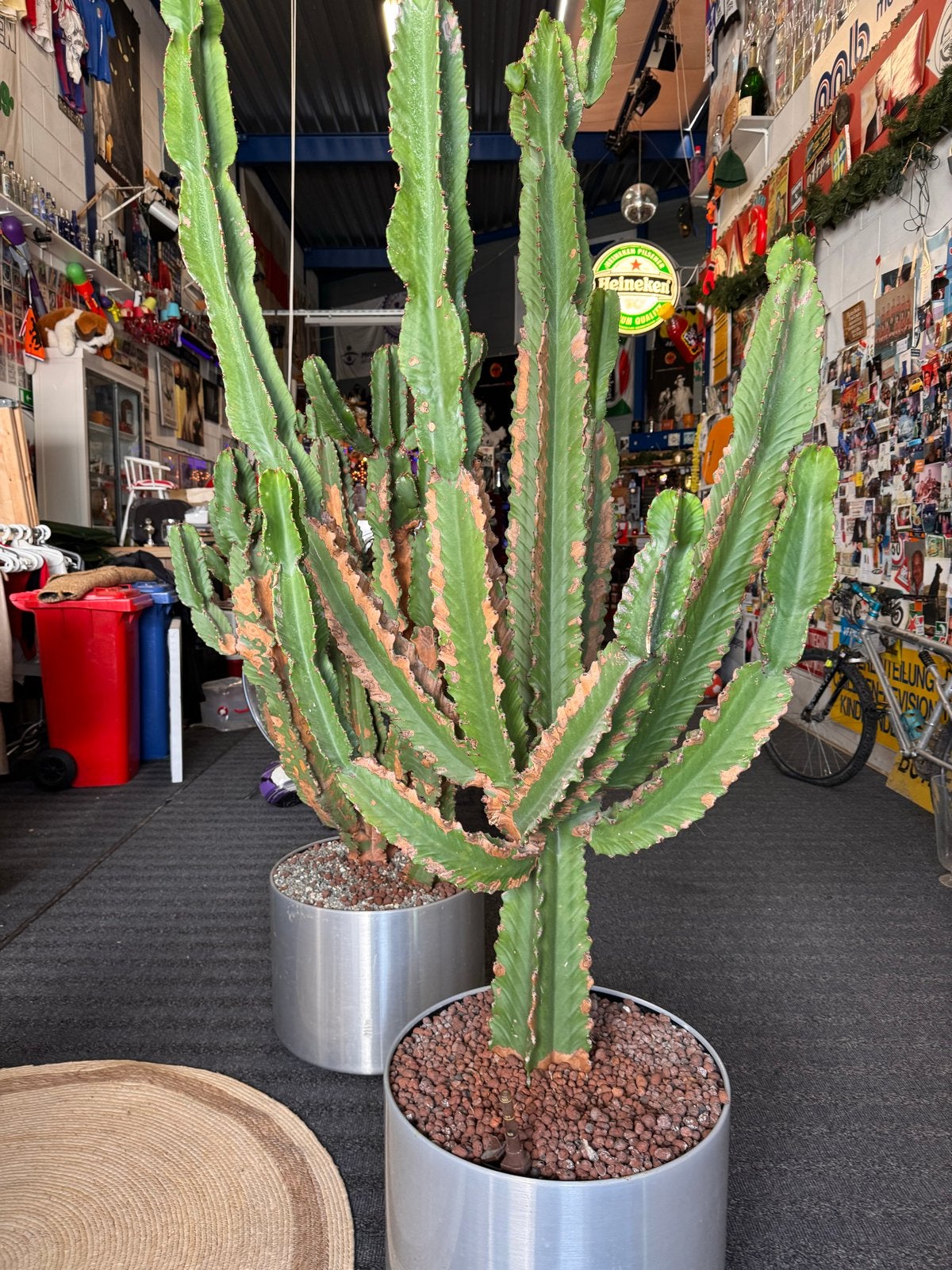 Grote Cactus in Pot - Euphorbia Ingens, Huis en Inrichting, Kamerplanten, Ophalen, 200 cm of meer, In pot, Cactus