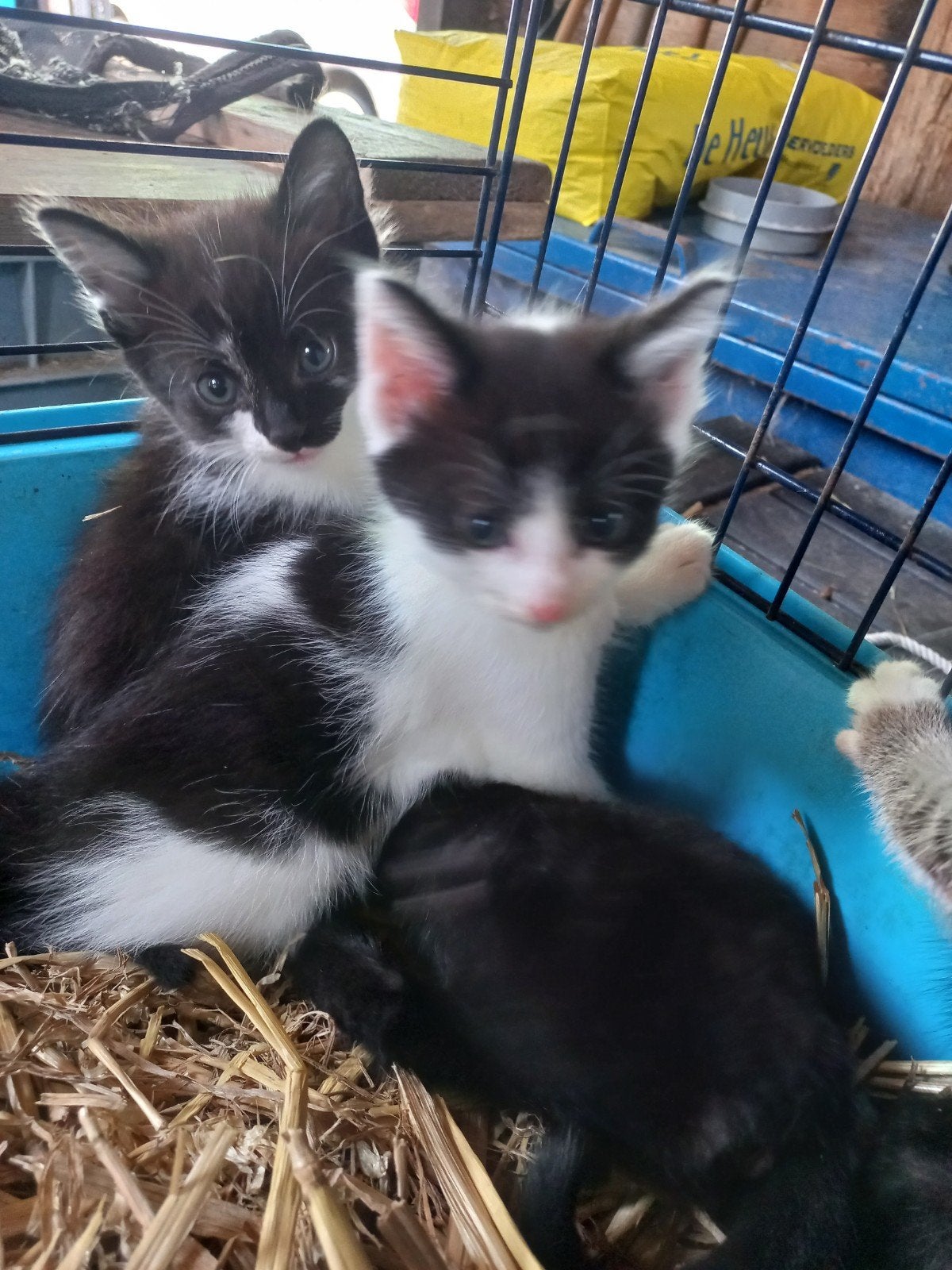 Lieve Kittens, Meerdere dieren