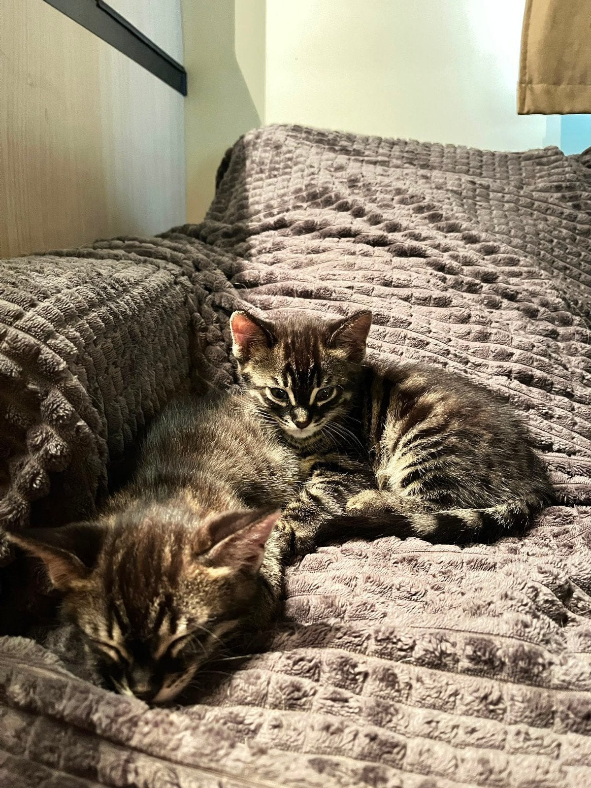 Bengaalse kittens, Dieren en Toebehoren, Poes, 0 tot 2 jaar