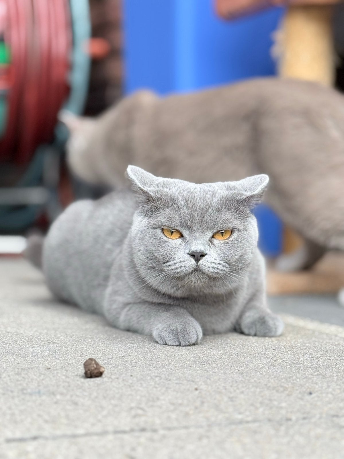Britse Korthaar grijs en lila, Dieren en Toebehoren, Poes, Kortharig, 0 tot 2 jaar