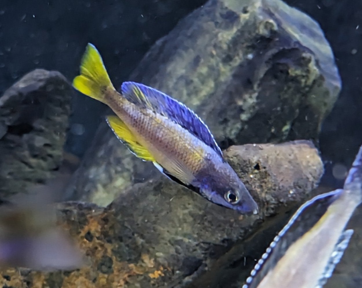 Cyprichromis Leptosoma Kitumba - Tanganyika, Vis