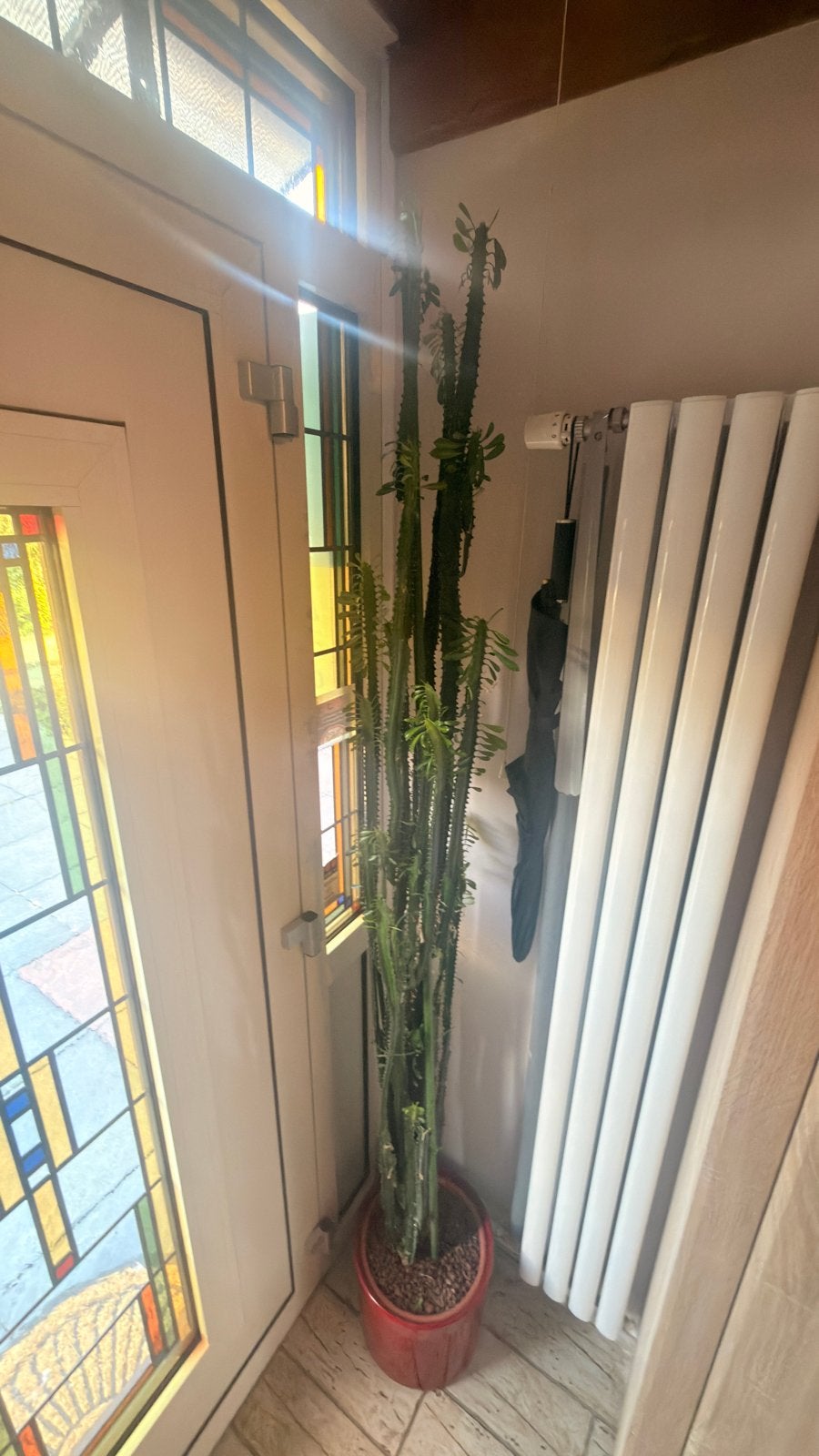 Grote en hoge Euphorbia Trigona, Ophalen, 200 cm of meer, In pot, Cactus