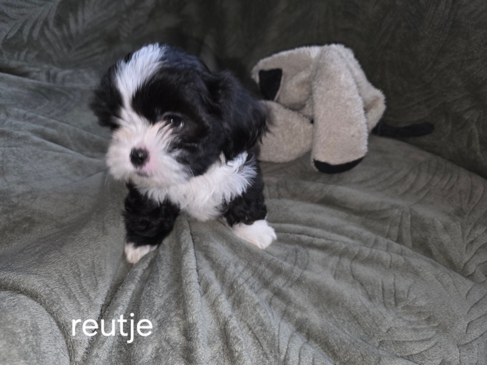 Boomer pups, Dieren en Toebehoren, Parvo, Overige rassen, 8 tot 15 weken, Meerdere
