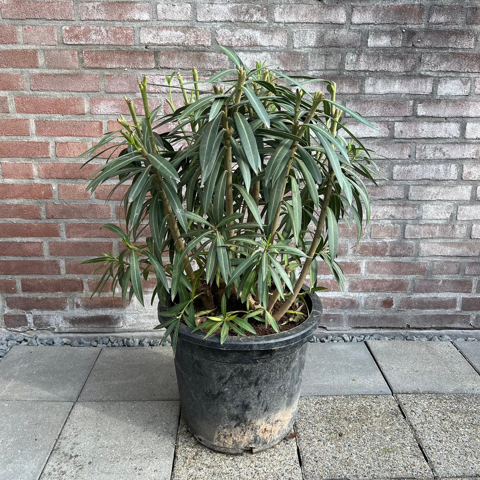 Grote Oleander wit potmaat 40 cm, Volle zon, Vaste plant, Zomer, Ophalen